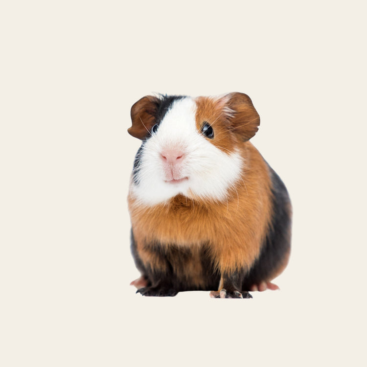 Guinea Pig