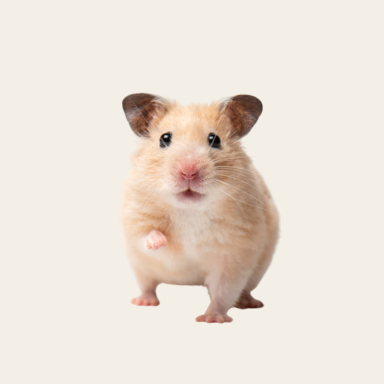 Hamster & Gerbil