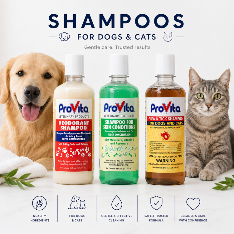 Shampoo