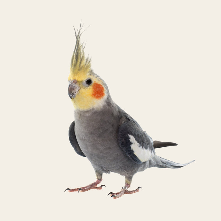 Aves